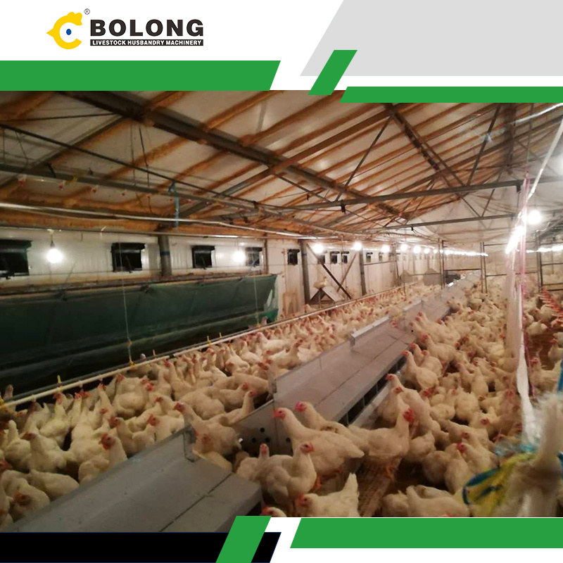 3 mins to learn about auto egg harvester